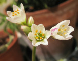 thumbnail of wild flowers
